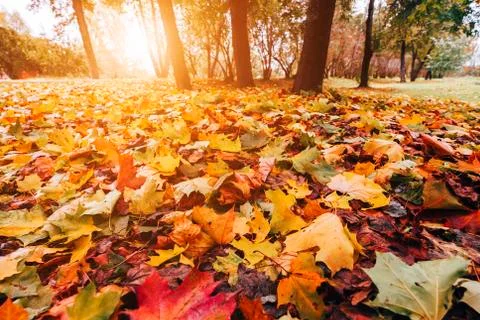 Leaves on ground 스톡 사진