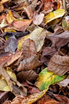 Leaves On The Ground Stock Photos