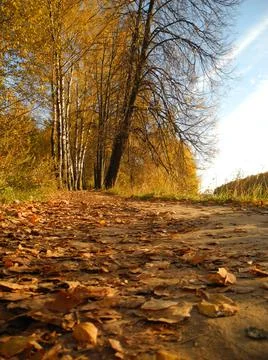 Leaves on the ground Stock-Fotos
