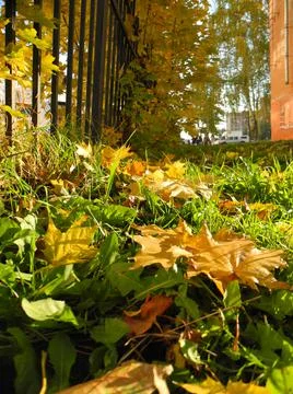 Leaves on the ground Foto stock