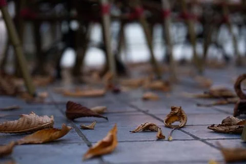 Leaves on the ground Stock Photos
