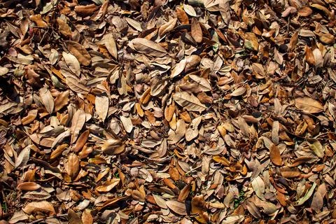 Leaves on the ground Foto stock