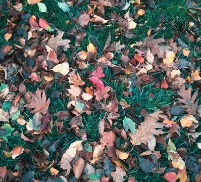 Leaves On The Ground Stock Photos
