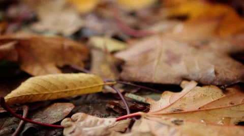 Leaves of ground slider Stock Footage 39126685