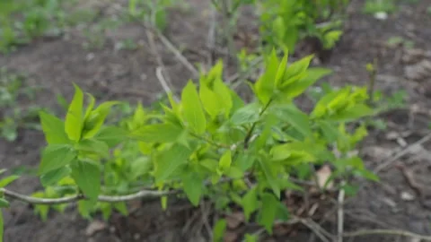 Leaves growing on the branches of a young tree, swaying in the wind. Stock Footage 130247459