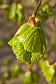Leaves growing Stock Photos