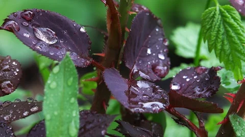 Leaves of a growing rose with raindrops Video stock 105955230
