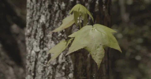 Leaves Growing from Side of Tree Stock Footage 153331031