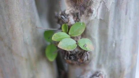 A leaves growing on tree Stock Footage 155590618
