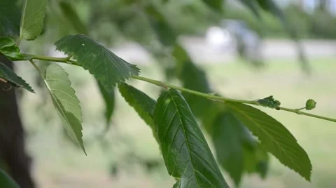 Leaves in a gust of wind sways the tree Stock Footage 51835126