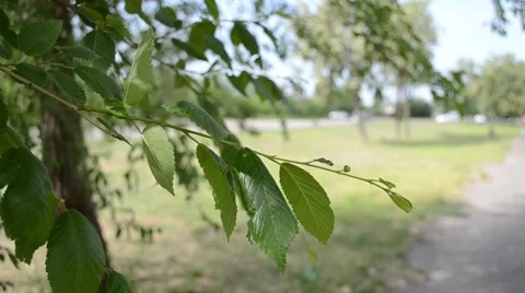 Leaves in a gust of wind sways the tree Stock Footage 51835131