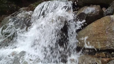 Leaves Hanging Over a Clear Flowing River in Natural Forest Light Stockbeeldmateriaal 315153353