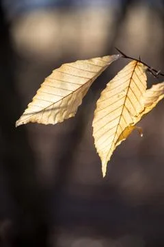 Leaves hanging on Stock Photos