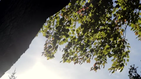 Leaves hanging from tree Stock Footage 68983311