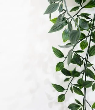 Leaves hanging on the wall. Stock Photos