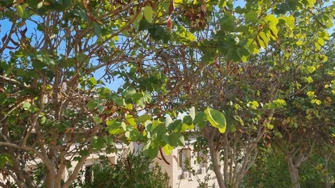 Leaves hanging with wind Stock Footage 159486830