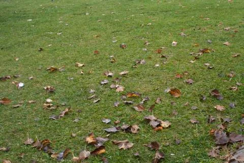 Leaves has Fallen Stock Photos