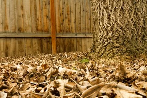Leaves that have fallen from a tree Stock Photos