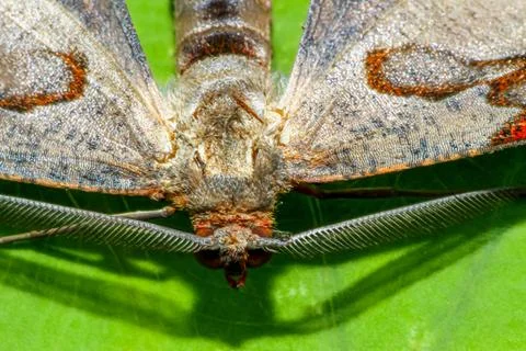 The leaves have intricate moth patterns. Wulai, New Taipei City. Foto stock