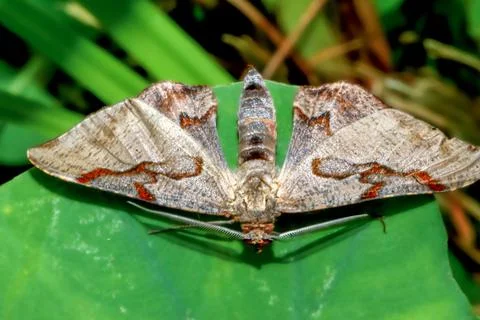 The leaves have intricate moth patterns. Wulai, New Taipei City. Foto stock