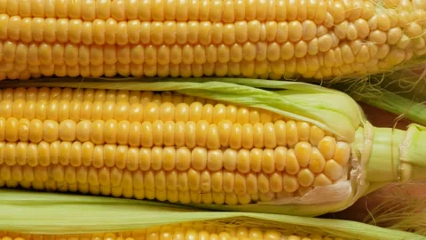 Leaves with a head of corn. Ripe corn. Video stock 137614000