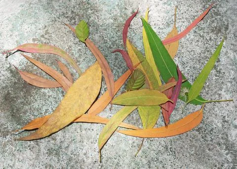 Leaves heap 스톡 사진