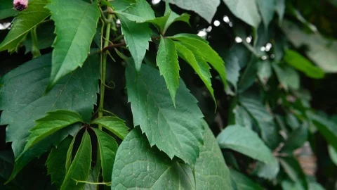 Leaves of hedge with a violet flower 動画素材 116095649
