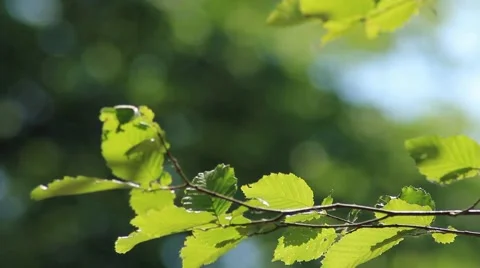 Leaves of Hezel 01 Stock Footage 5162963