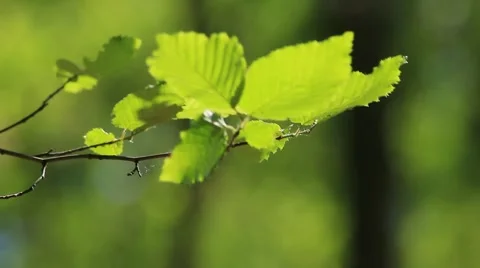 Leaves of Hezel Stock Footage 5088234