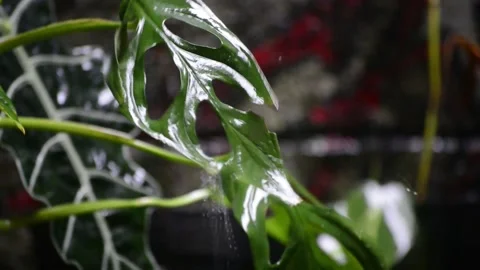 Leaves hit by rain Stock Footage 245529113
