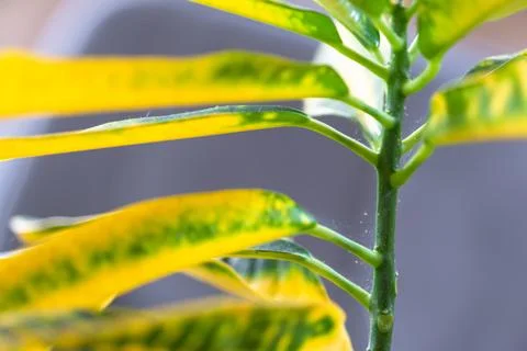 Leaves home plant affected by a spider mite parasite, small insects, Proble.. Photos