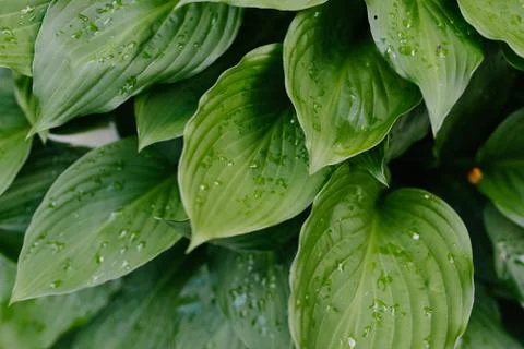 The leaves of Hosta, green background Stock Photos