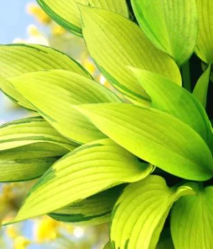Leaves of a hosta Stock Illustration