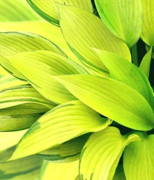 Leaves of a hosta Stock Illustration