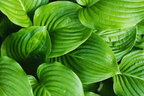 The leaves of Hosta Stock Photos