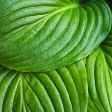 The leaves of Hosta Stock Photos