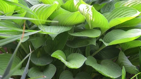 Leaves Hosts in the garden. Video stock 155035550