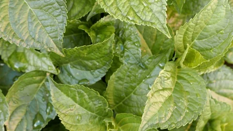 Leaves of hydrangea Stock Footage 109276256