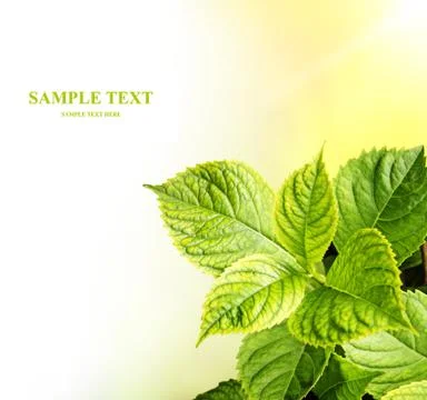 Leaves of a hydrangea Stock Illustration