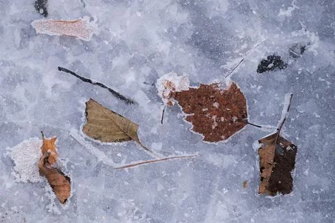 Leaves on the ice Stock Photos