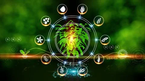 Leaves Icon Concept Illustration