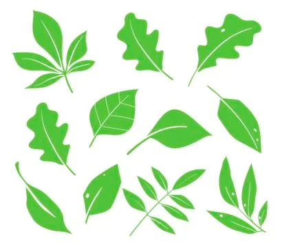 Leaves icon vector. Various shapes of green leaves of trees and plants. Elements Stock Illustration