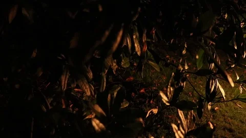 Leaves illuminated by fire light Stock Footage 86219454