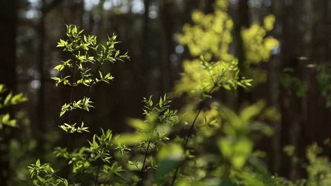 The leaves illuminated by the sun Stock Footage 75407548