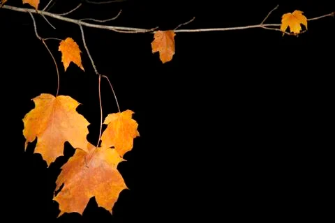 Leaves Ilustração Stock