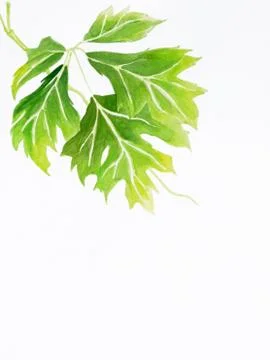 Leaves Stock Illustration