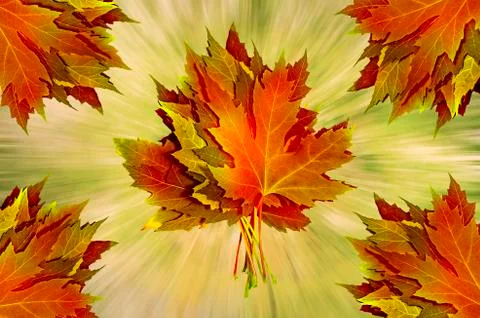 Leaves Stock Illustration