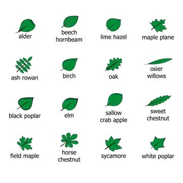 Leaves Stock Illustration