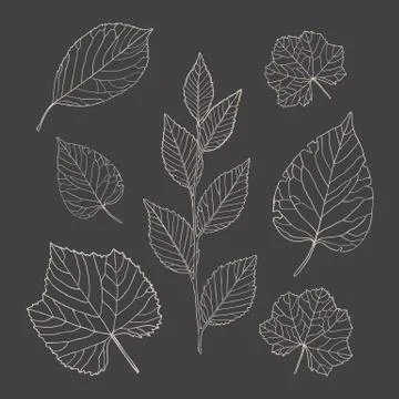 Leaves Illustrazione stock
