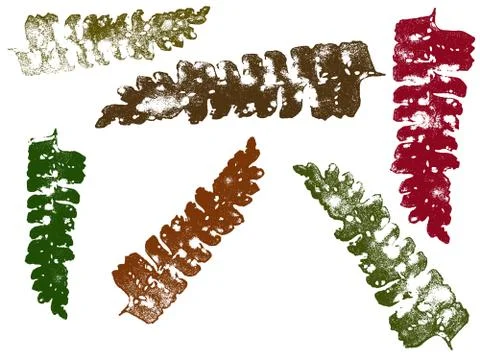 Leaves  Stock Illustration